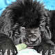 Drive Me Crazy of Apachee's Home, ,  (. -) , Newfoundland black (rec. white&black) dog.  Piternyuf.  Piternewf.<empty>