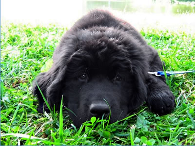 Piternyuf Pepsi Cola, ,  ( -) , Newfoundland  black (recessive white&black) dog.  Piternyuf.  Piternewf.