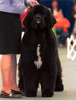 Sun Valleys Petitions Pouch Cove, ,  , Newfoundland black dog.  Piternyuf.  Piternewf.