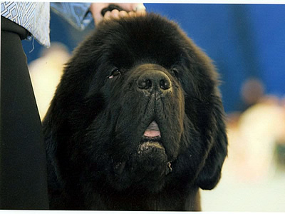 Sun Valleys Petitions Pouch Cove, ,  , Newfoundland black dog.  Piternyuf.  Piternewf.